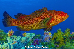 The rare and endangered tiger rock cod. What a beautiful ... by Peet J Van Eeden 